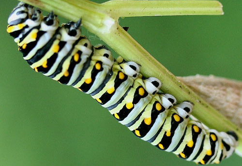Full-grown larva of the eastern black swallowtail, Papilio polyxenes asterius (Stoll). Head is to the upper left. 