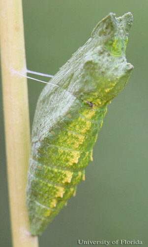 Green pupa of the eastern black swallowtail, Papilio polyxenes asterius (Stoll).