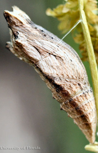 Brown pupa of the eastern black swallowtail, Papilio polyxenes asterius (Stoll).