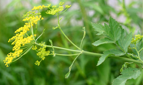 Wild parsnip, Pastinaca sativa L., a host of the eastern black swallowtail, Papilio polyxenes asterius (Stoll). 