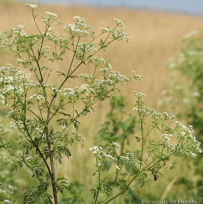 Poison hemlock, Conium maculatum L., a host of the eastern black swallowtail, Papilio polyxenes asterius (Stoll).