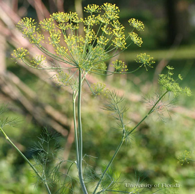 Dill, Anethum graveolens L., a host of the eastern black swallowtail, Papilio polyxenes asterius (Stoll)