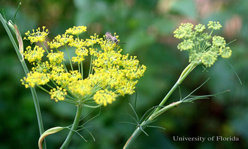 Sweet fennel (flowers), Foeniculum vulgare Mill., a host of the eastern black swallowtail, Papilio polyxenes asterius (Stoll). 