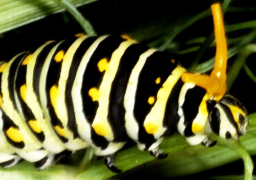 Eastern black swallowtail, Papilio polyxenes asterius (Stoll), with osmeterium extruded. 