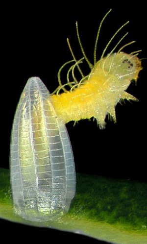 First instar larva of the cloudless sulphur, Phoebis sennae (Linnaeus), emerging from egg. 