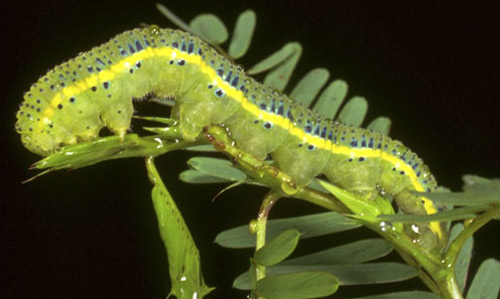 Green larva of the cloudless sulphur, Phoebis sennae (Linnaeus). The head is to the left. 