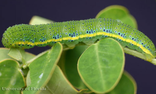 Green larva of the cloudless sulphur, Phoebis sennae (Linnaeus). Head is to the left. 
