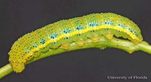Yellowish larva of the cloudless sulphur, Phoebis sennae (Linnaeus). Head is to the left. 