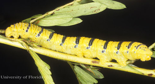 Yellow larva of the cloudless sulphur, Phoebis sennae (Linnaeus). The head is to the left. 