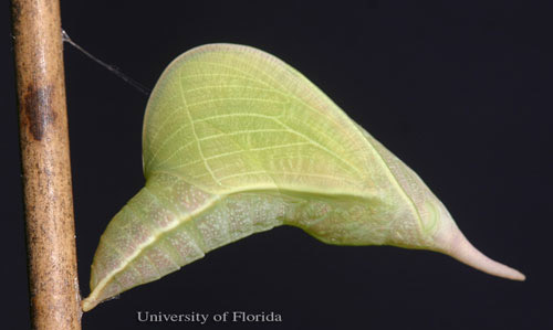 A recently pupated cloudless sulphur, Phoebis sennae (Linnaeus). 