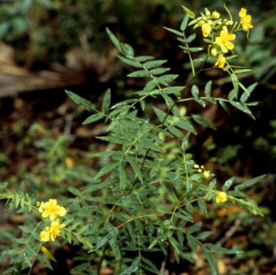 Privet wild sensitive plant, Senna ligustrina, a host of the cloudless sulphur, Phoebis sennae (Linnaeus). 