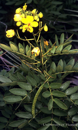 Chapman's wild sensitive plant, Senna mexicana var. chapmanii, a host of the cloudless sulphur, Phoebis sennae (Linnaeus). 
