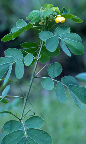 Coffeeweed, Senna obtusifolia, a host of the cloudless sulphur, Phoebis sennae (Linnaeus). 