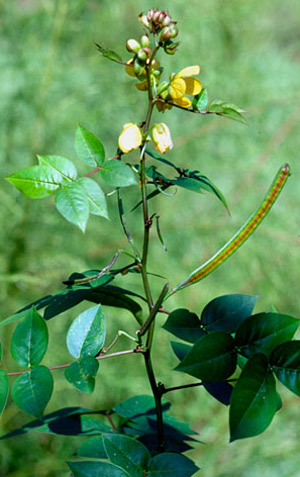 Septic weed, Senna occidentalis, a host of the cloudless sulphur, Phoebis sennae (Linnaeus).