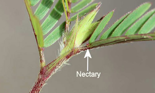 Extrafloral nectary of sensitive pea, Chamaecrista nictitans var. aspera, a host of the cloudless sulphur, Phoebis sennae (Linnaeus).