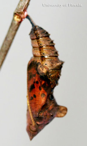 Preadult of the question mark, Polygonia interrogationis (Fabricius).
