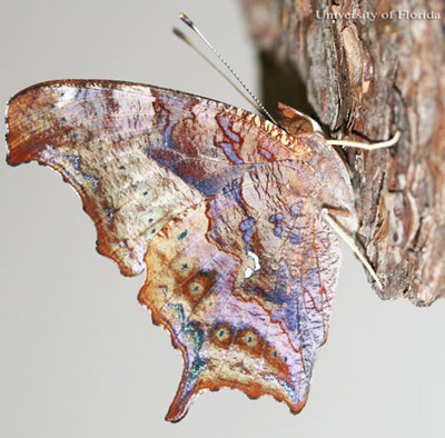 Newly emerged adult of the question mark, Polygonia interrogationis (Fabricius), with wings fully expanded and closed. 