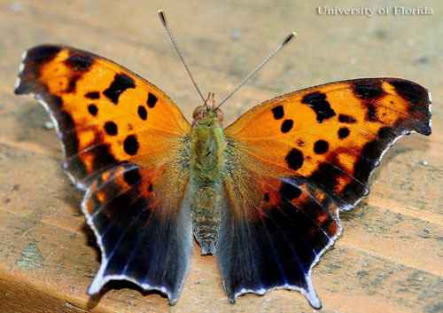 Newly emerged summer form adult of the question mark, Polygonia interrogationis (Fabricius). 