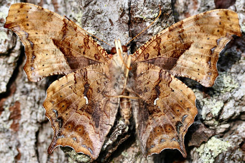 An adult of the question mark, Polygonia interrogationis (Fabricius), showing underside of wings of specimen with question mark "dot" reduced on left hind wing and absent on right hind wing. 