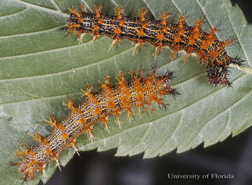 Larvae of the question mark, Polygonia interrogationis (Fabricius), showing variation in body and spine color. 
