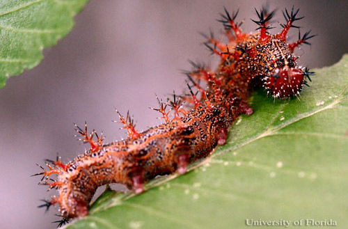 Larva of the question mark, Polygonia interrogationis (Fabricius), larva with black-tipped, reddish spines. 
