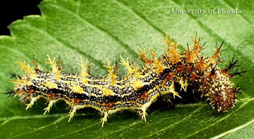 Larva of the question mark, Polygonia interrogationis (Fabricius), larva with black-tipped, yellow spines. 
