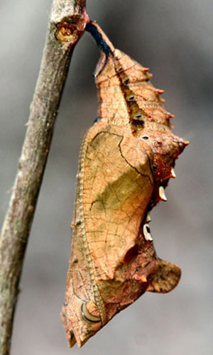 Side view of a pupa of the question mark, Polygonia interrogationis (Fabricius). 