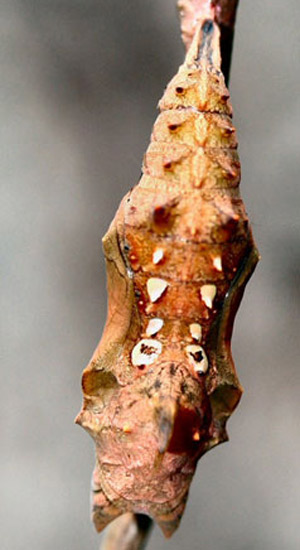 Dorsal view of a pupa of the question mark, Polygonia interrogationis (Fabricius).