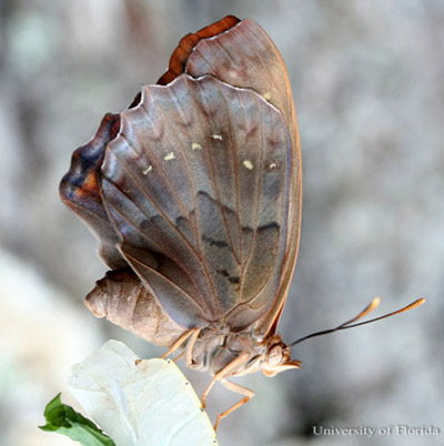 A newly emerged, adult female tawny emperor, Asterocampa clyton (Boisduval & Leconte), clinging to its pupal exuviae. 
