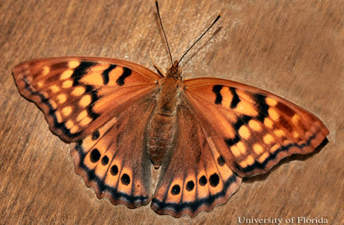 An adult female tawny emperor, Asterocampa clyton (Boisduval & Leconte), with wings open. 