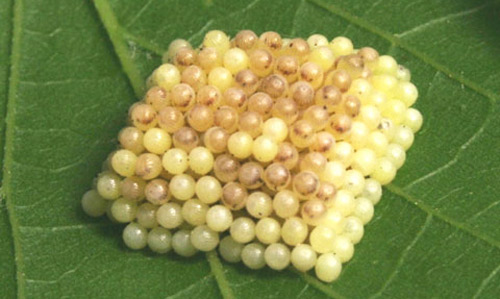Eggs of the tawny emperor, Asterocampa clyton (Boisduval & Leconte), one day before hatching.