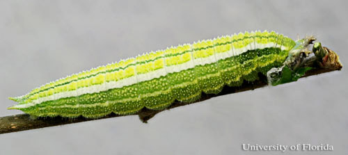 A full-grown larva of the tawny emperor, Asterocampa clyton (Boisduval & Leconte), lateral view.