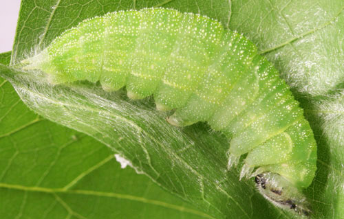 Pre-pupal larva of the tawny emperor, Asterocampa clyton (Boisduval & Leconte). 