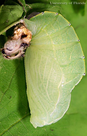 Lateral view of recently pupated tawny emperor, Asterocampa clyton (Boisduval & Leconte). Note the fifth (last) instar larval exuviae to the left of the pupal point of attachment. 