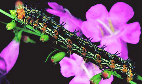 Mature larvae of the common buckeye butterfly, Junonia coenia Hübner, on false foxglove, Agalinis sp. (Orobanchaceae). 