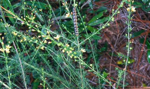 Yaupon blacksenna, Seymeria cassioides (J.F. Gmel.) S.F. Blake (Orobanchaceae), a larval host of the common buckeye butterfly, Junonia coenia Hübner. 