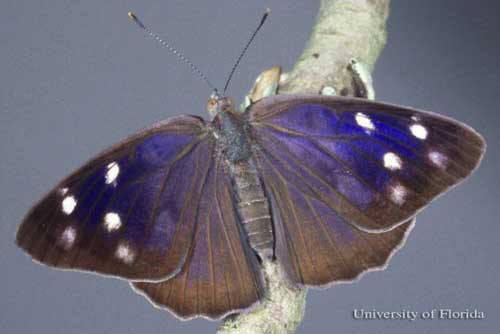 Adult male dingy purplewing butterfly, Eunica monima (Stoll), with wings opened.