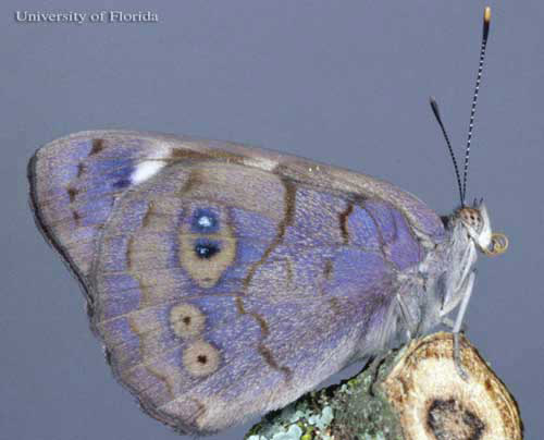 Adult male dingy purplewing butterfly, Eunica monima (Stoll), with wings closed.