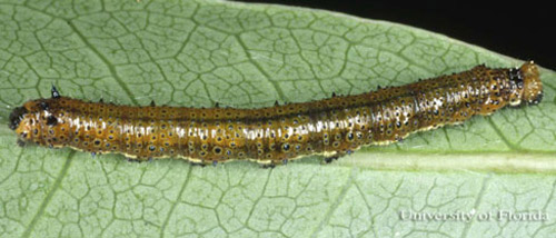 Larva of the dingy purplewing butterfly, Eunica monima (Stoll).