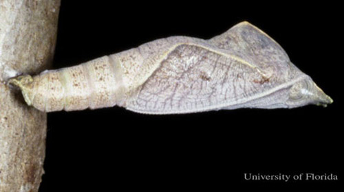 Gray pupa of the dingy purplewing butterfly, Eunica monima (Stoll).