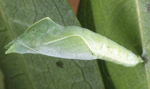 Green pupa of the dingy purplewing butterfly, Eunica monima (Stoll).