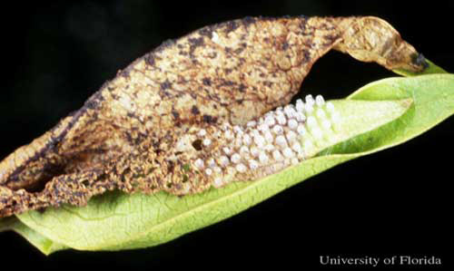 Hatched eggs and leaf nest of first instar larvae of the dingy purplewing butterfly, Eunica monima (Stoll). 