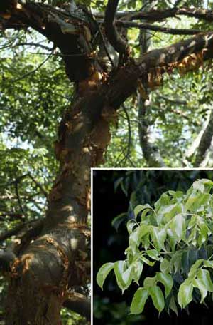 Gumbo-limbo tree, Bursera simaruba (L.) Sarg. (Burseraceae), the Florida host of the dingy purplewing butterfly, Eunica monima (Stoll). 