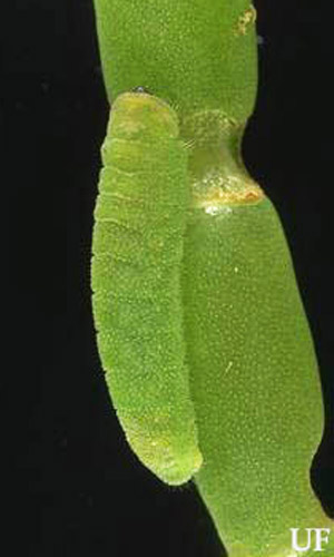 Larva of the eastern pigmy blue, Brephidium isophthalma pseudofoea (Morrison). 