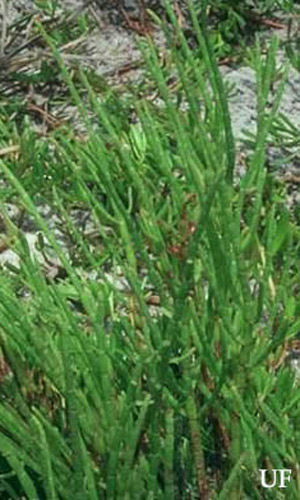 Annual glasswort, Salicornia bigelovii Torr. (Chenopodiaceae).