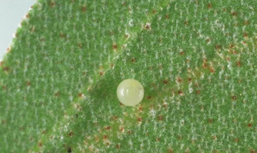 Egg of goatweed butterfly, Anaea andria Scudder. 