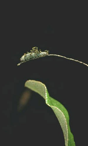 Second instar larva of goatweed butterfly, Anaea andria Scudder, resting at tip of leaf midrib. 