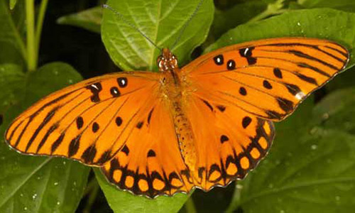 Adult Gulf fritillary butterfly