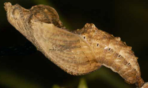 Pupa of the Gulf fritillary butterfly