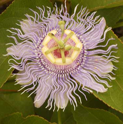 Purple passionflower, Passiflora incarnata L